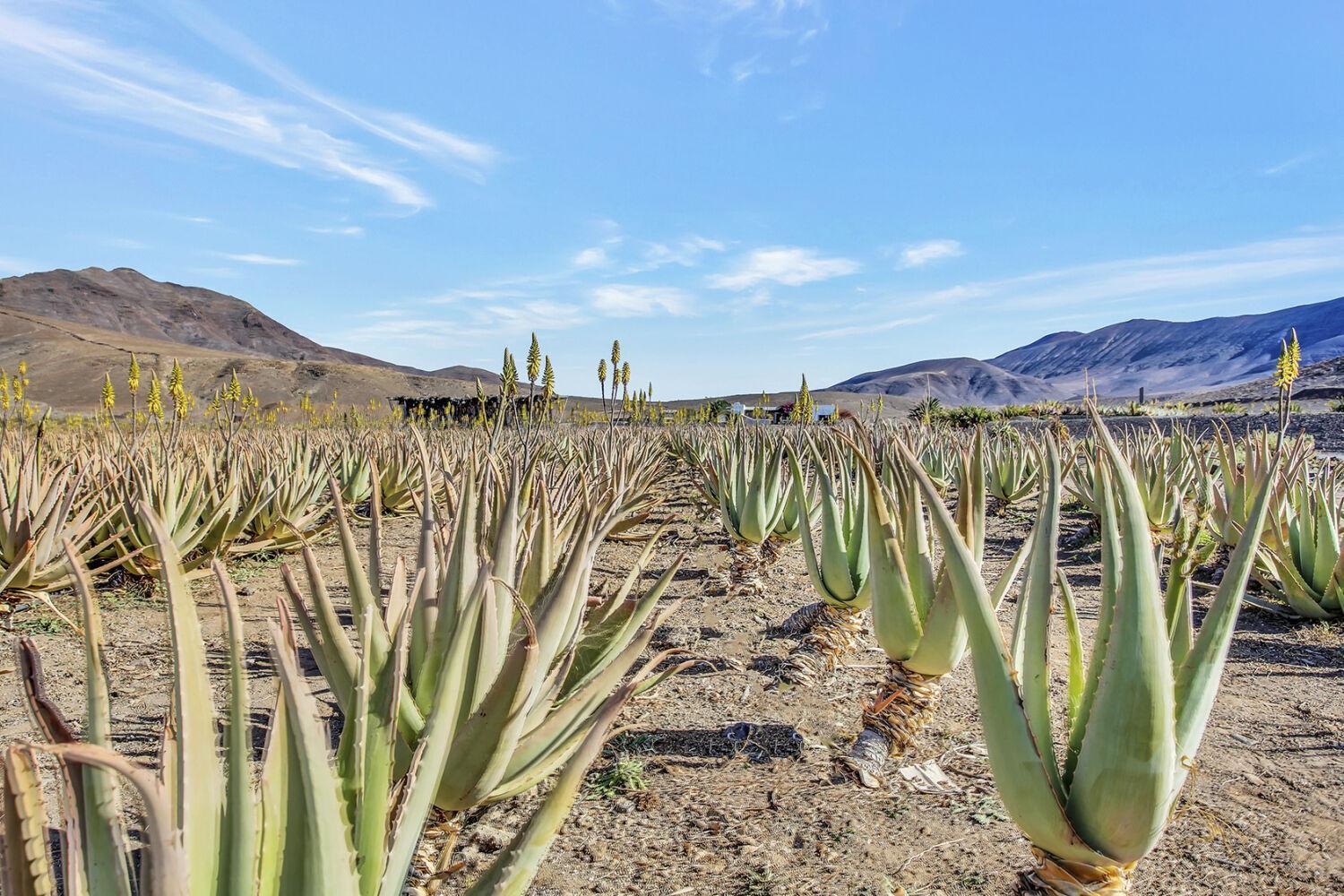 Casa Pilar, Aurora Y Tarabilla En Finca Ecologica Teguitar Dış mekan fotoğraf
